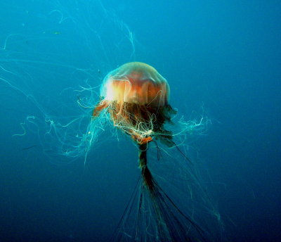 BI Wrecks.. really nice Lions Mane shot by Joe