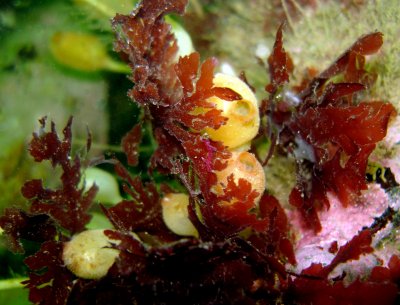 Tunicates and Kelp