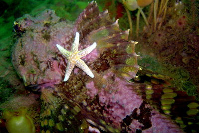 Little StarFish catching a ride on a Sculpin
