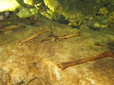 Peacock Springs - Deer Bones at Pothole Sink