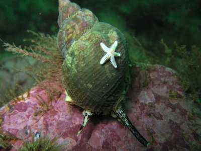 Tiny Sea Star on a Whelk