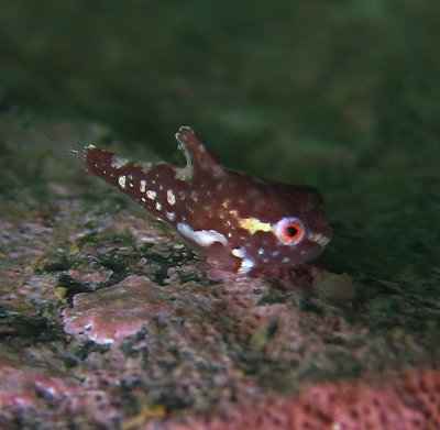 Juvenile Lumpfish
