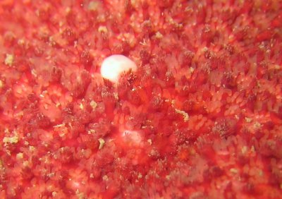 Close-up of Spiny Sunstar