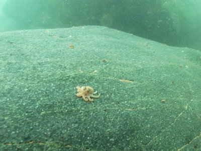 Bay of Fundy Octopus