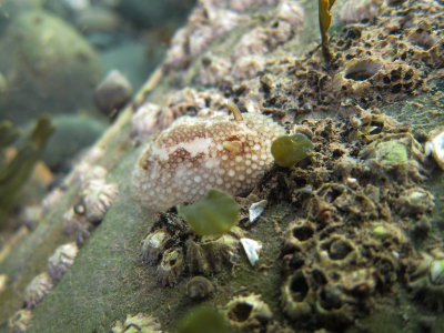 Barnacle-Eating Nudibranch