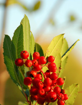 Fall Jewels