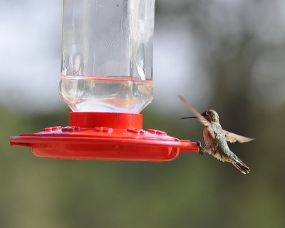 Annas Hummingbird Landing