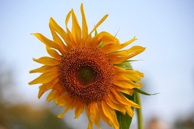 Sunflower 1