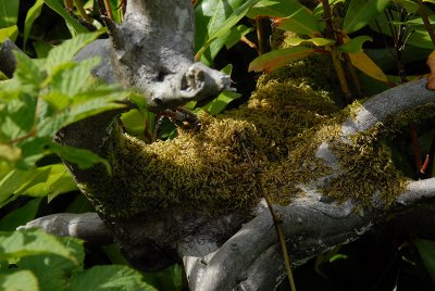DSC_2644.jpg