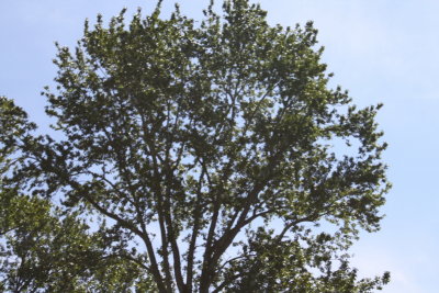 Life Tree 01.JPG