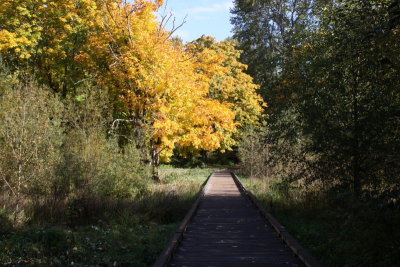 Road of Life.JPG