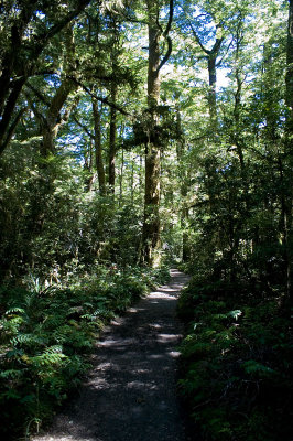 forest track