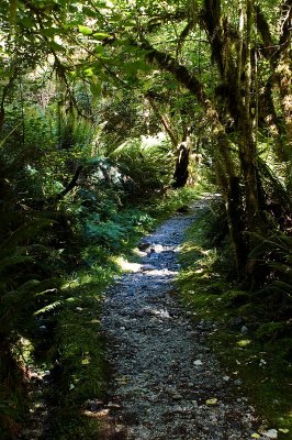 forest path