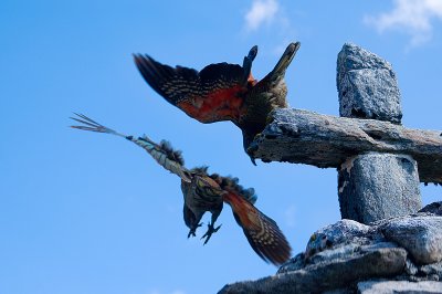 one kea take-off