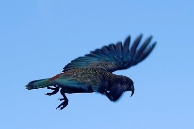 kea