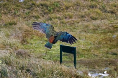 kea