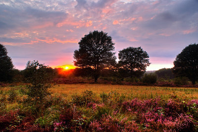 Mookerheide