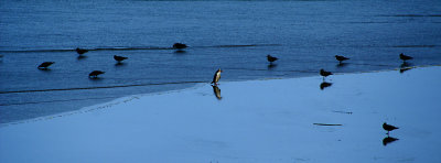 Yellow Eyed Penguin