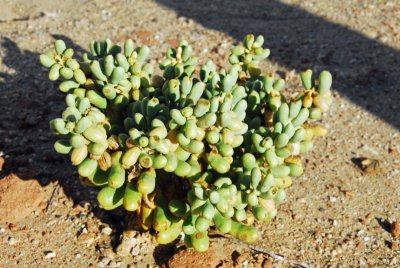 Succulent plant in the sand!