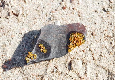 Lichen in the desert