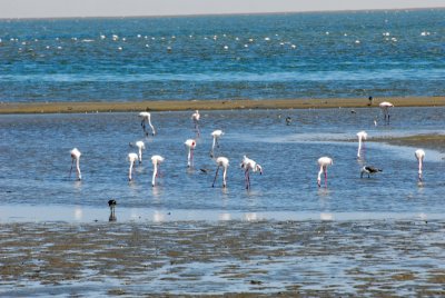 Flamingos - Walvis Bay, Namibia