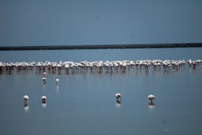 Lots of flamingos