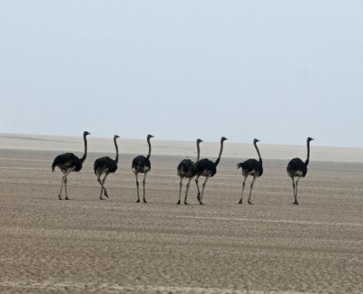 Young male ostriches our for a walk