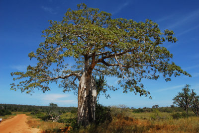 Baobab tree in Kissama National Park, Angola