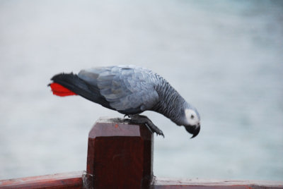 grey parrot - Principe