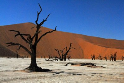 Clay Pan and Tree That Lived 500 Years Ago