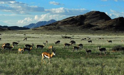 Springbok