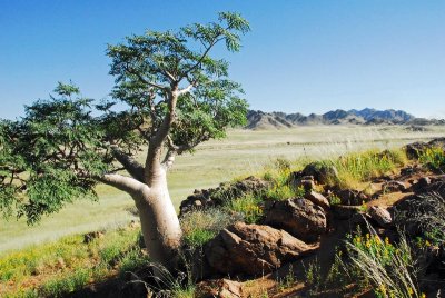 Desert is Beautiful After the Rains