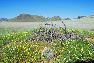 Spring in the Desert