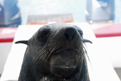 My Seal