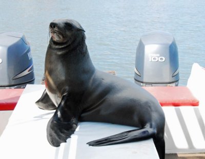 Hungry Seal