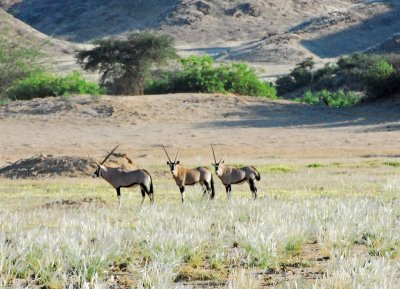 Oryx
