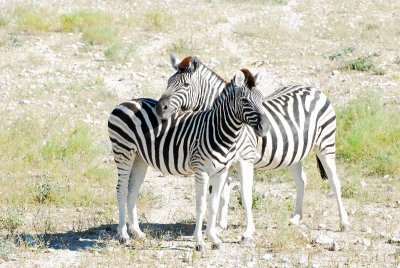 Plains Zebra