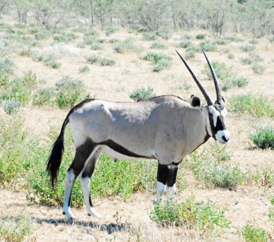 Oryx - National Animal of Namibia