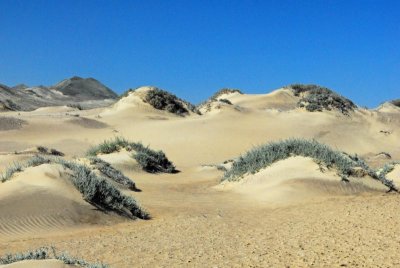 Hammock Sand Dunes