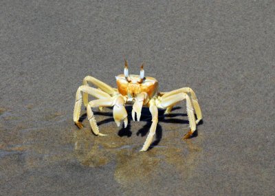 Ghost Crab