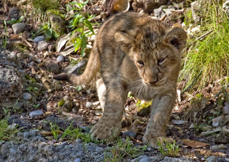 Asiatic Lion_6411.jpg