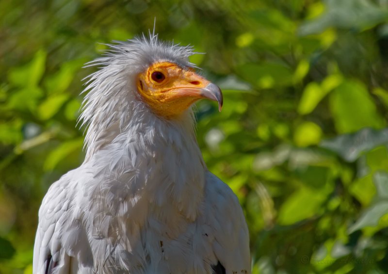 Egyptian Vulture_6205.jpg