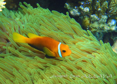 Malediven-Anemonenfisch_Maldives anemonefisch_100164.jpg