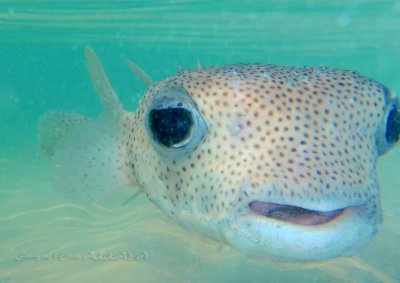 Common porcupinefish_080159.jpg