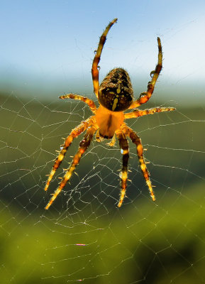 Spider's Web_0819.jpg