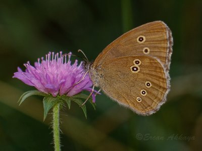 Butterfly_Brauner Waldvogel_(Aphantopus hyperantus)_2694.jpg