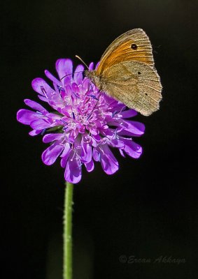 Butterfly_2311.jpg