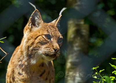 Karpatischer Luchs_ (Lynx lynx)_5319.jpg