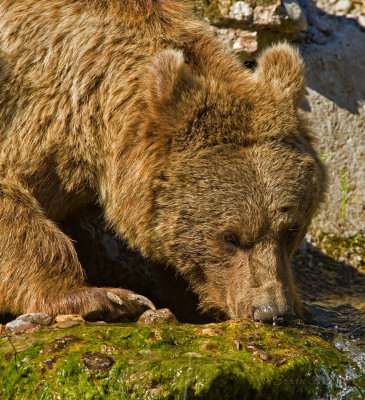 Syrischer Braunbaer_ (Ursus arctos)_5349.jpg