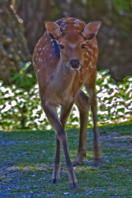 Reh_ (Capreolus capreolus)_5224.jpg